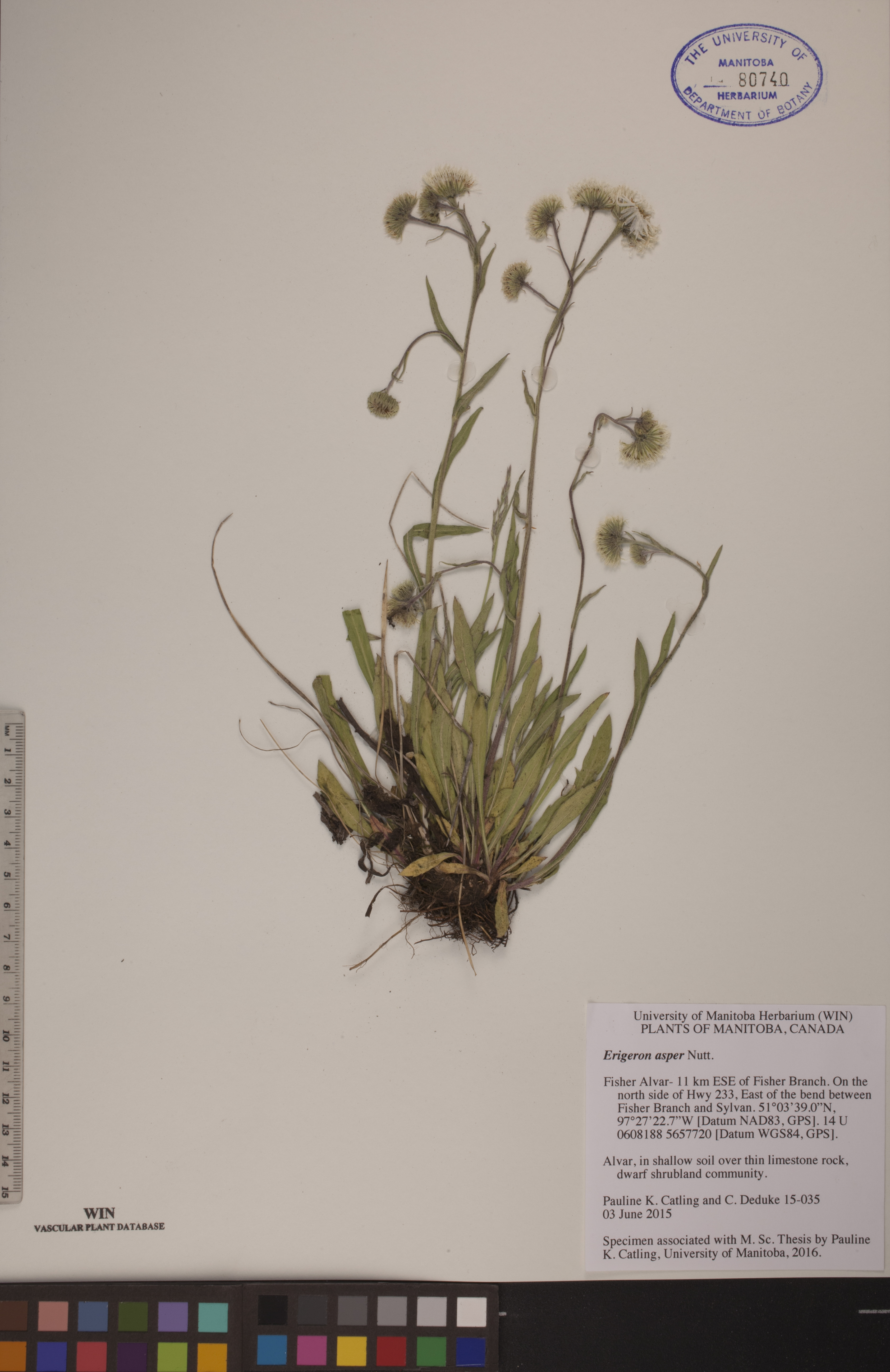 Erigeron asper image